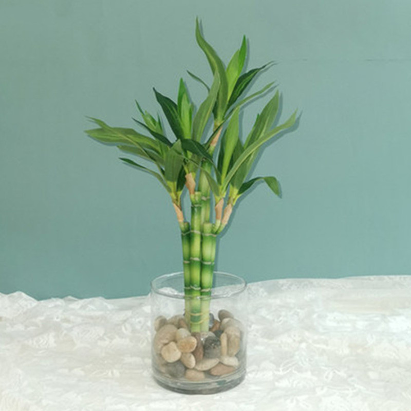 Aquarium Plants Book - ใหม่ 40 ซม.rFtificial Lucky ไม้ไผ่ Succulent