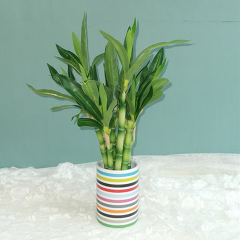 ใหม่ 40 ซม.rFtificial Lucky ไม - Aquarium Plants Book บทวิจารณ์และราคา