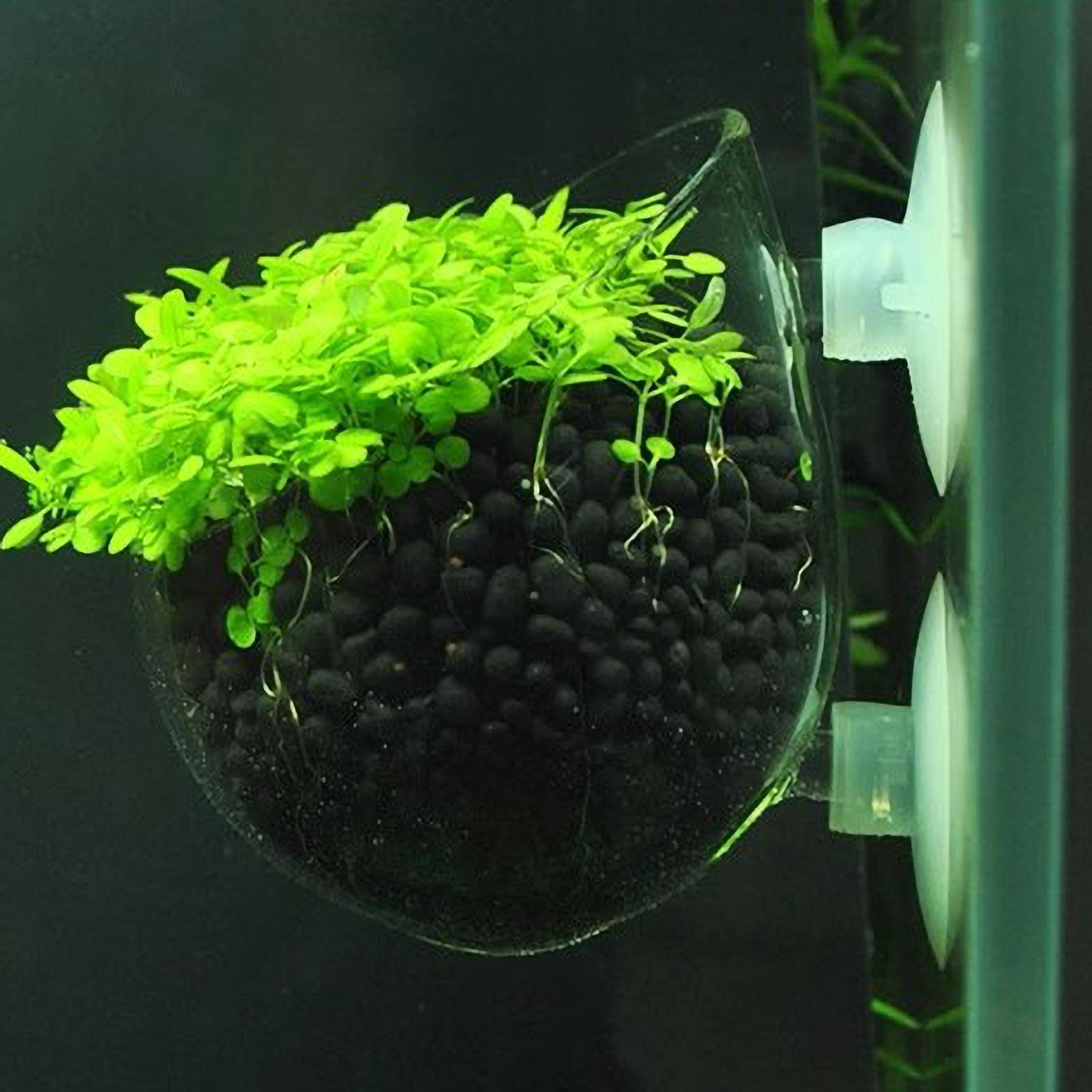 ที่วางต้นไม้ในตู้ปลา กระถางแก้ - Planted Aquarium Media บทวิจารณ์และราคา