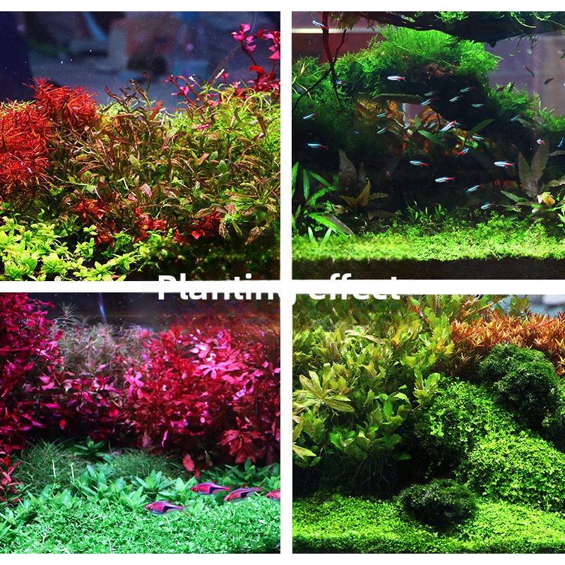 SYSENCIAGA ปลูก Aquarium พื้นผ - Planted Aquarium With Gravel บทวิจารณ์และราคา