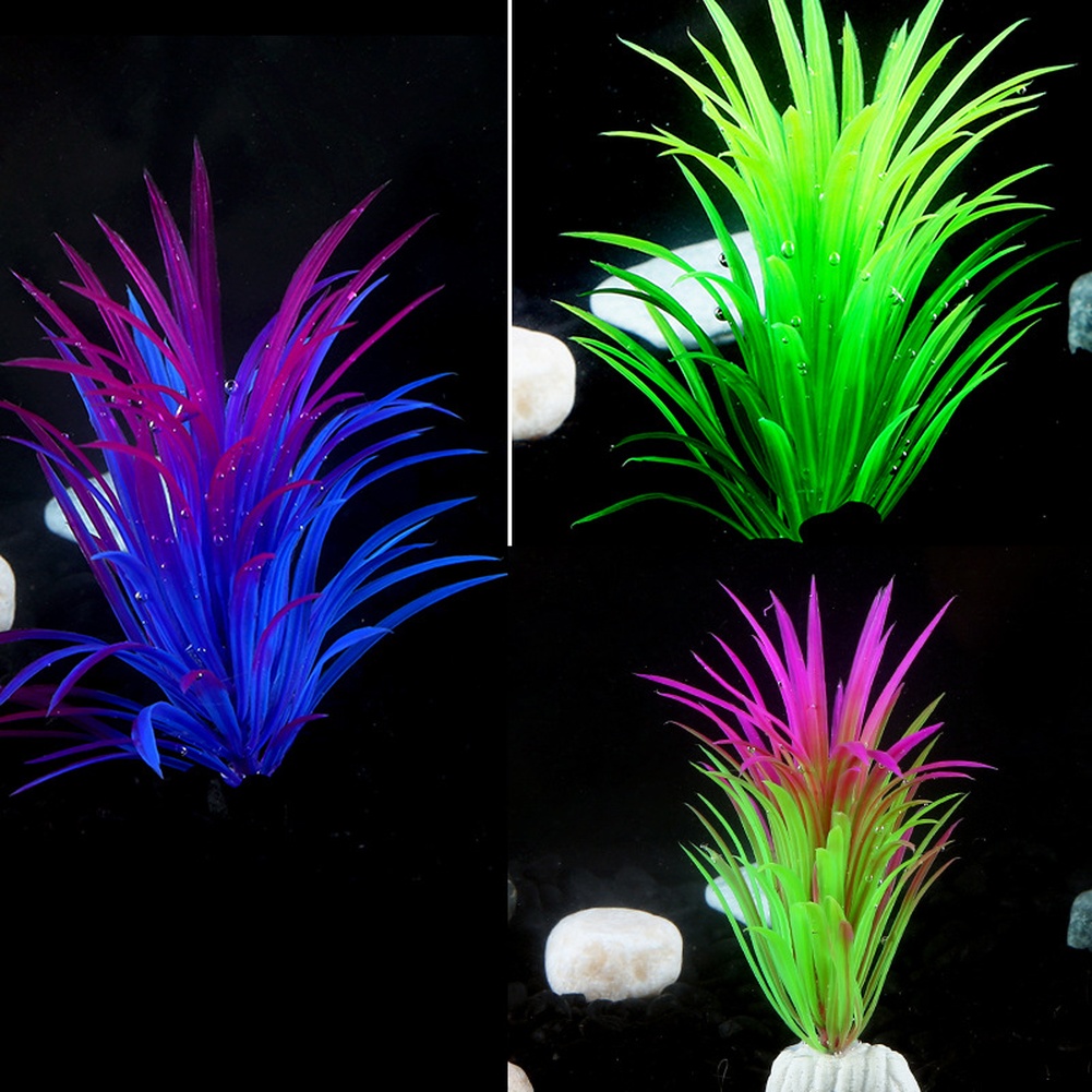 พืชประดับตู้ปลาสำหรับตกแต่งตู้ - Aquarium Plant Red บทวิจารณ์และราคา