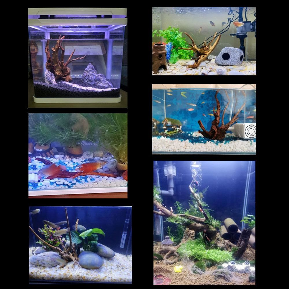 ลำต้นของต้นไม้ธรรมชาติตกแต่งงา - Planted Aquarium Media บทวิจารณ์และราคา