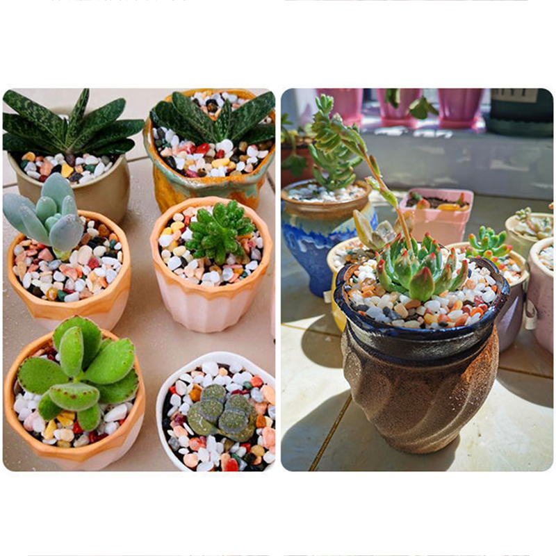 หินกรวดธรรมชาติ 200~1000 กรัม  - Planted Aquarium With Gravel บทวิจารณ์และราคา