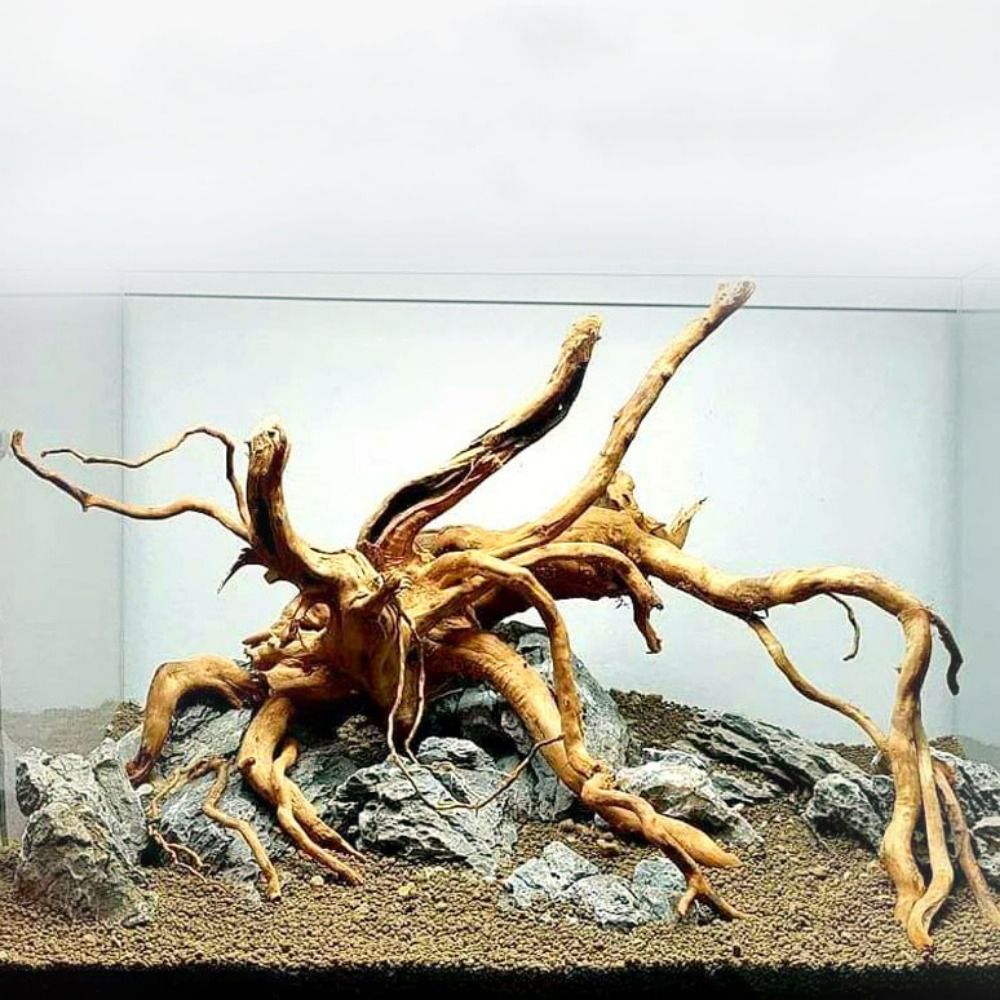 ไม้ลอยน้ำขนาดใหญ่ 20-25 ซม. สำ - Planted Aquarium Media บทวิจารณ์และราคา
