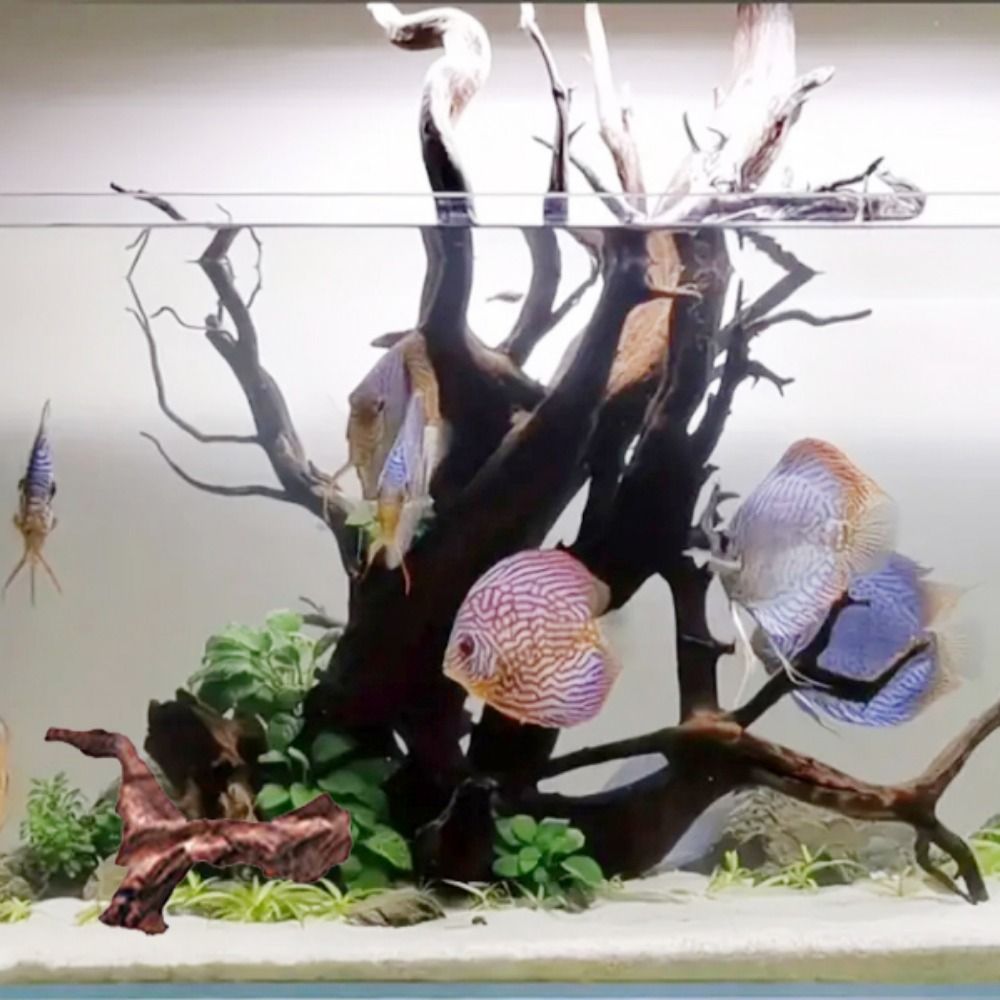 ไม้ปะการังรูปทรงแปลกตา ไม้ธรรม - Planted Aquarium Media บทวิจารณ์และราคา