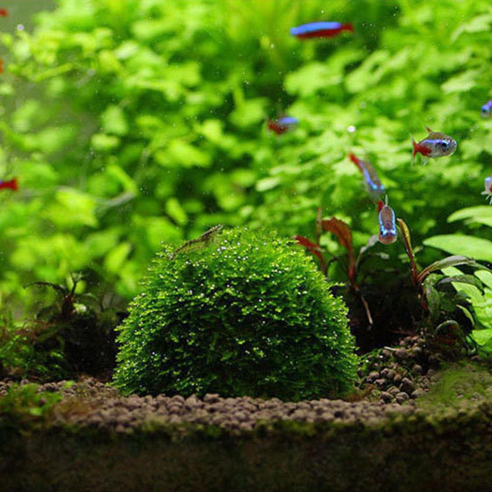 อุปกรณ์ตกแต่งตู้ปลา ที่วางมอสบ - Aquarium Plant Red บทวิจารณ์และราคา