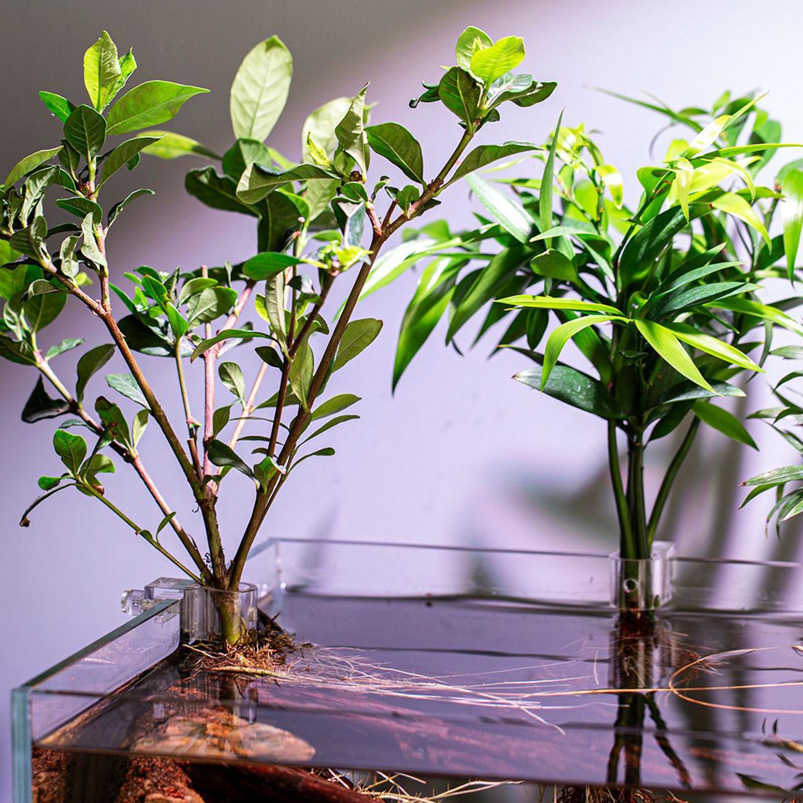 ที่แขวนต้นไม้สำหรับตู้ปลา 6 ชิ - Aquarium Plant Holder บทวิจารณ์และราคา